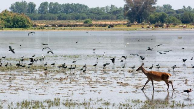 Marisma del Rocío, perteneciente al Parque Nacional de Doñana.