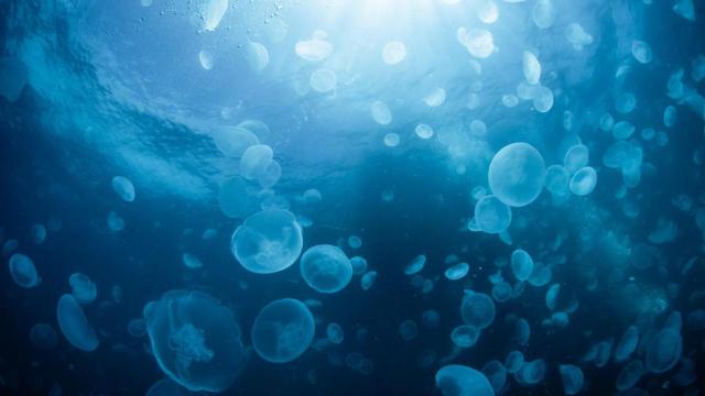 Banco de medusas en el mar.