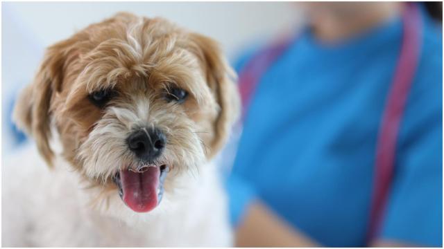 Un perro en una visita al veterinario