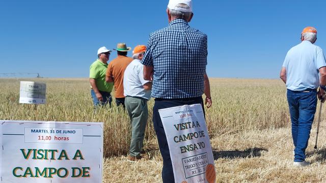 Un estudio de UPA revela que las semillas de cereales de calidad producen hasta 300 kilos más por hectárea