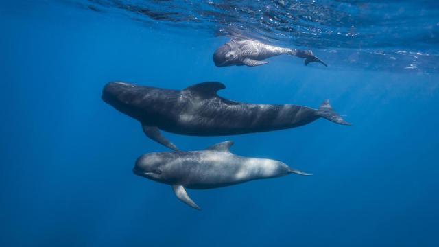 Foto de archivo ballenas piloto.