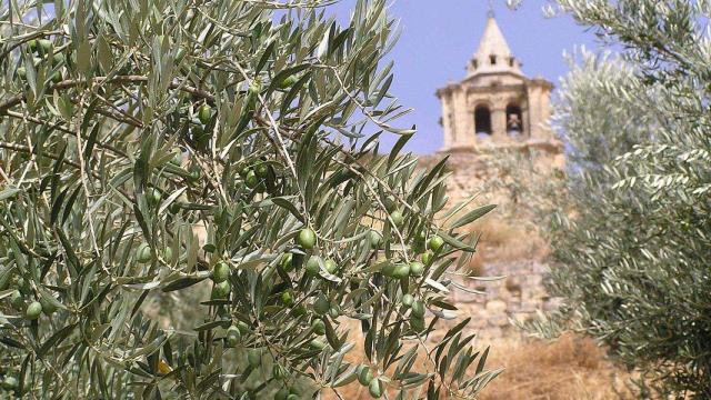 Olivo en Jaén.