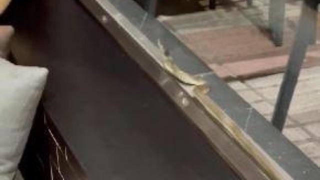 Una culebra en un bar de la plaza de Vigo