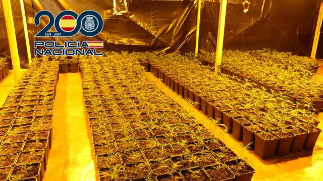 La plantación de mariruana.