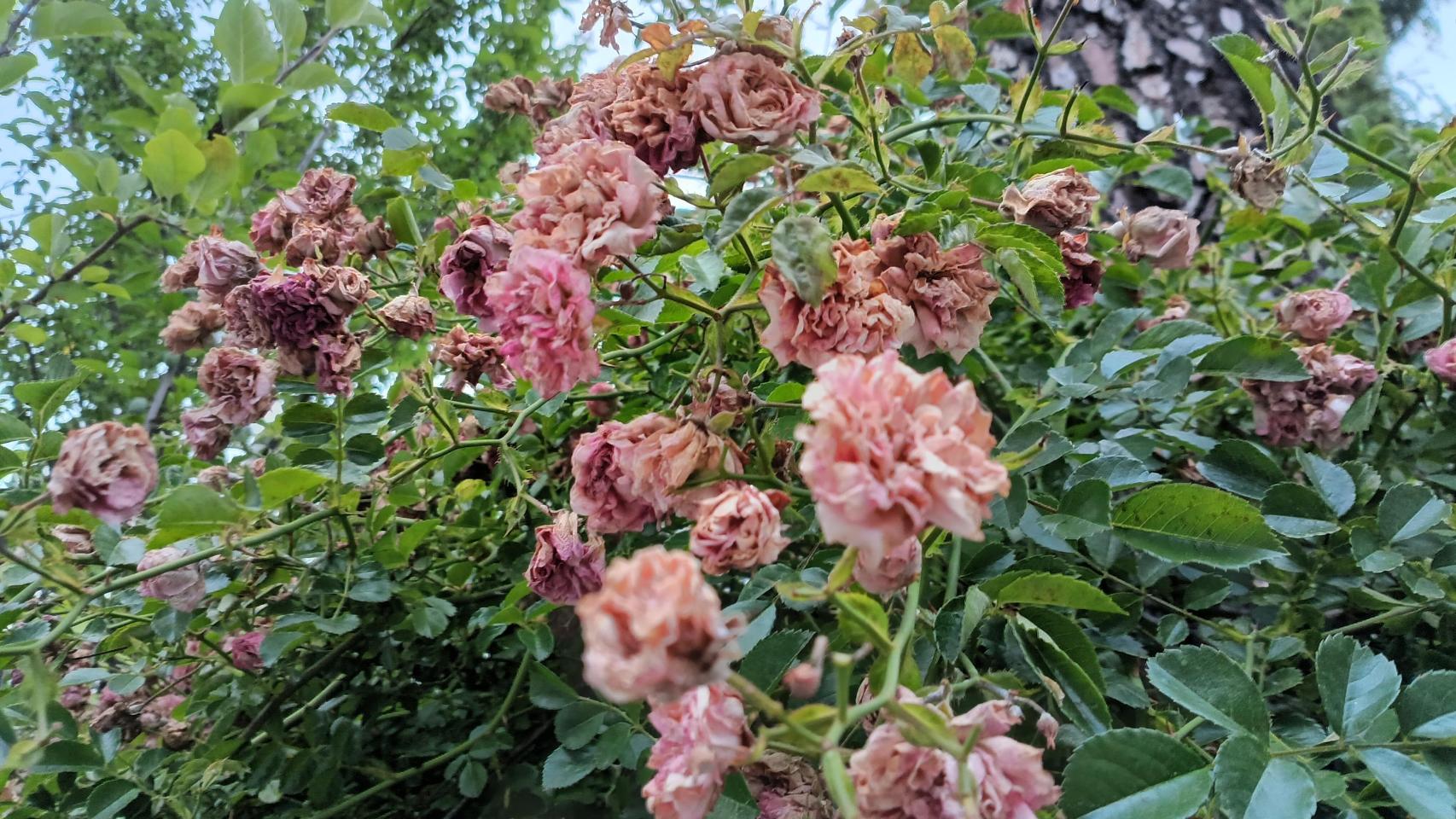 Imágenes hechas con la cámara del TCL 50 5G