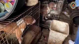 Imágenes de los perros maltratados en una finca en Sanlúcar la Mayor (Sevilla).