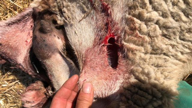 Imagen de las heridas causadas por los lobos