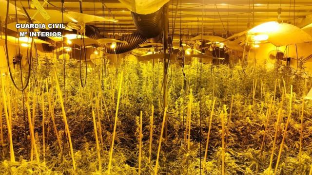 La plantación de marihuana que había en un pueblo de Ávila