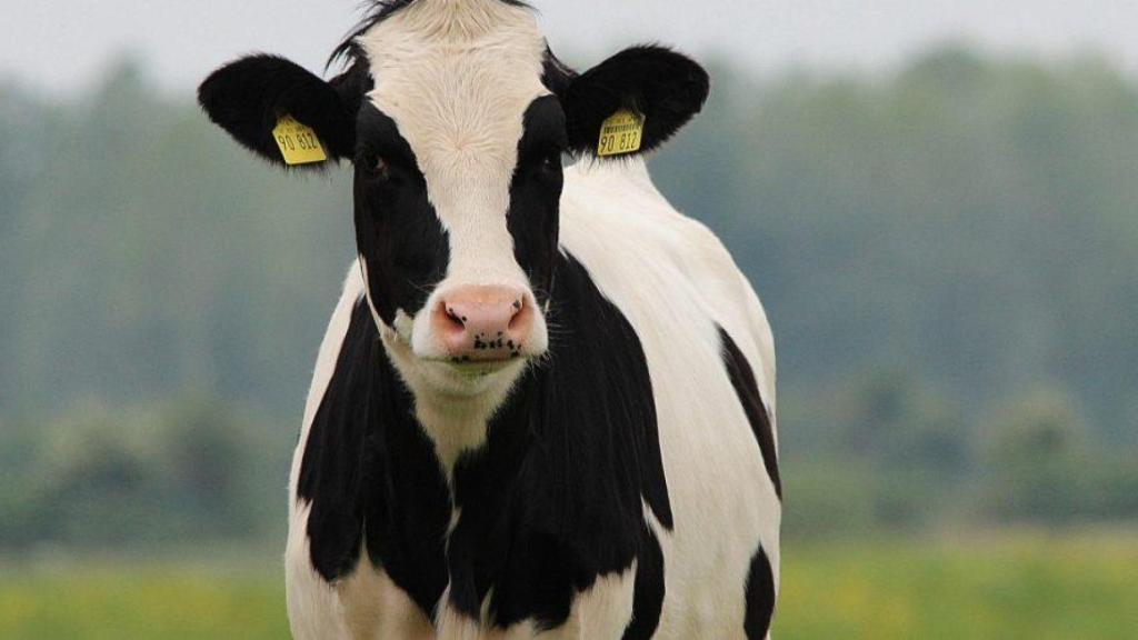 Las vacas también se han convertido en las protagonistas de una escena cultural única.