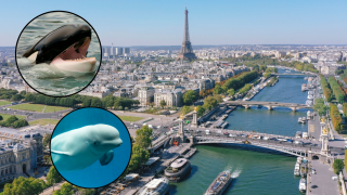 Desde belugas hasta orcas: estos son todos los animales que pueden estar viviendo en las profundidades del río Sena