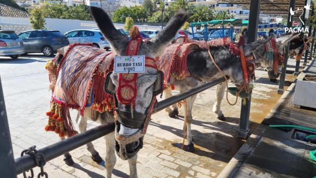 Un burro taxi de Mijas.