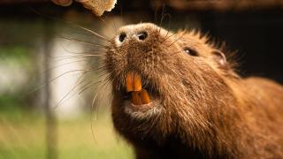 La expansión de la 'rata nutria' preocupa a los expertos en España: esto es todo lo que puede hacer