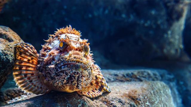 Pez araña  sobre una roca marina.