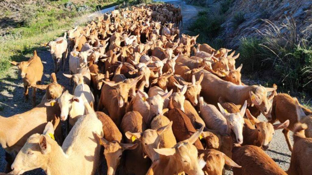 Un grupo de cabras de Málaga.