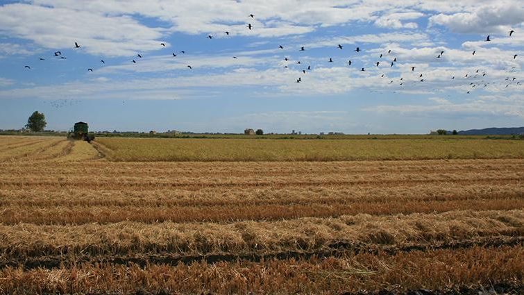 Campo de arroz en la Albufera de Valencia.
