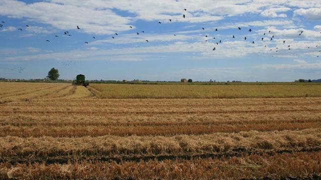 Campo de arroz en la Albufera de Valencia.