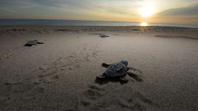 Cría de tortuga. Xaloc Mar