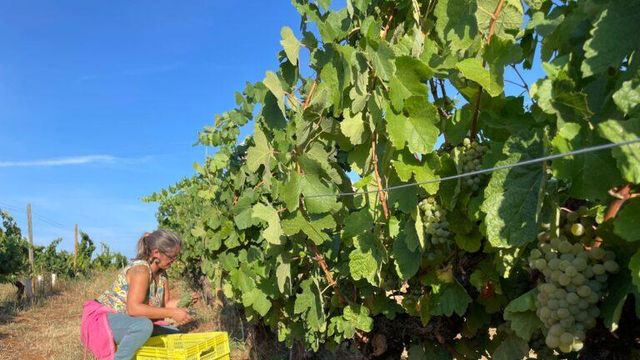Una trabajadora selecciona los racimos de Godello antes de echarlos al cesto.
