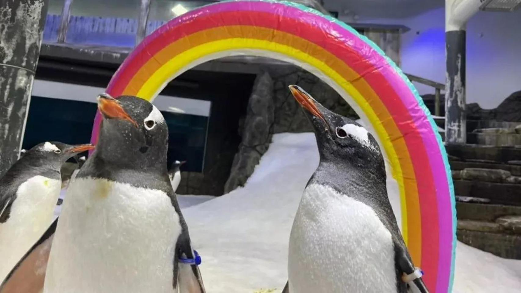 Sphen y su pareja Magic en el zoológico de Sidney.