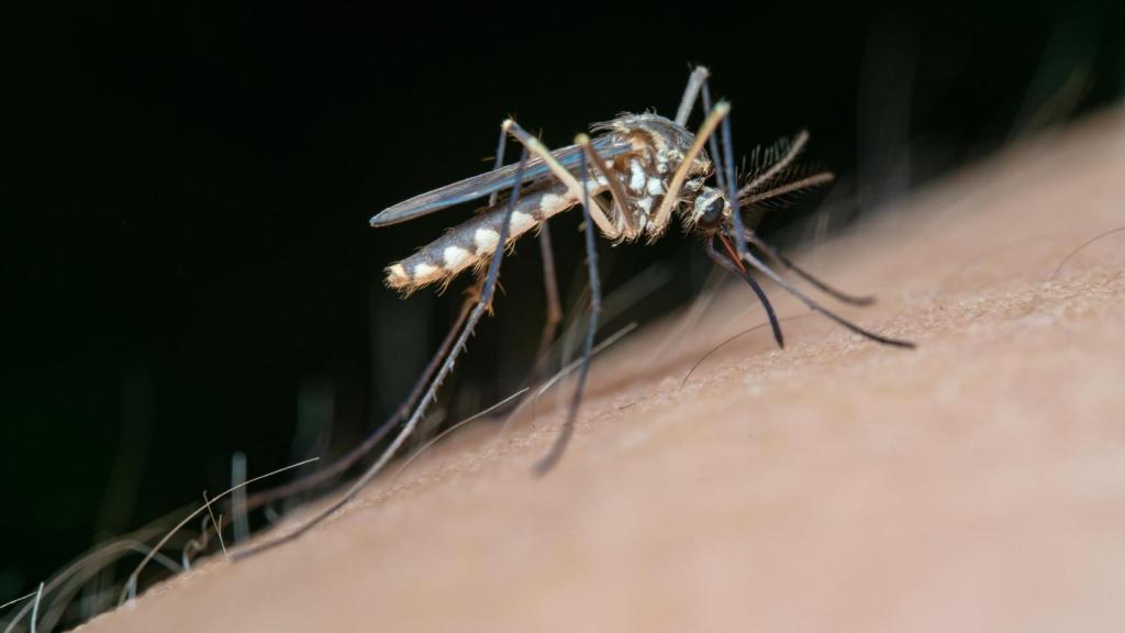 El virus del Nilo Occidental se transmite a través de la picadura de mosquitos infectados, especialmente de la especie 'Culex'.