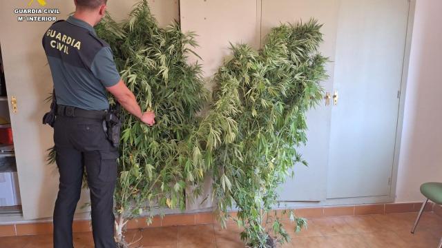 Plantas de marihuana encontradas en Magaz de Pisuerga