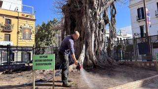 Un operario riega el ficus de San Jacinto.