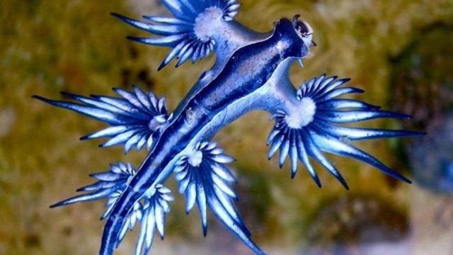 Dragón azul en la orilla del mar.