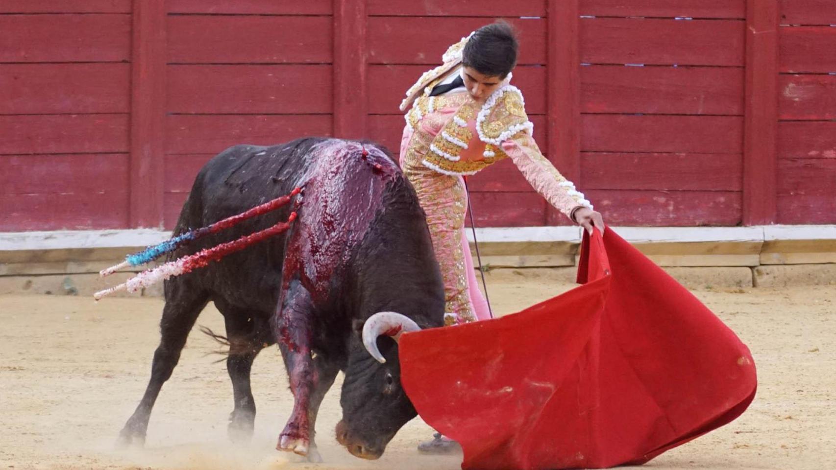 Novilla de Toro 2024