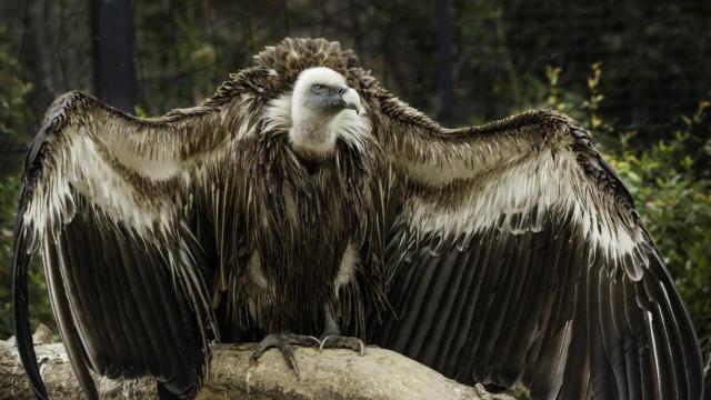 Buitre leonado con las alas extendidas.