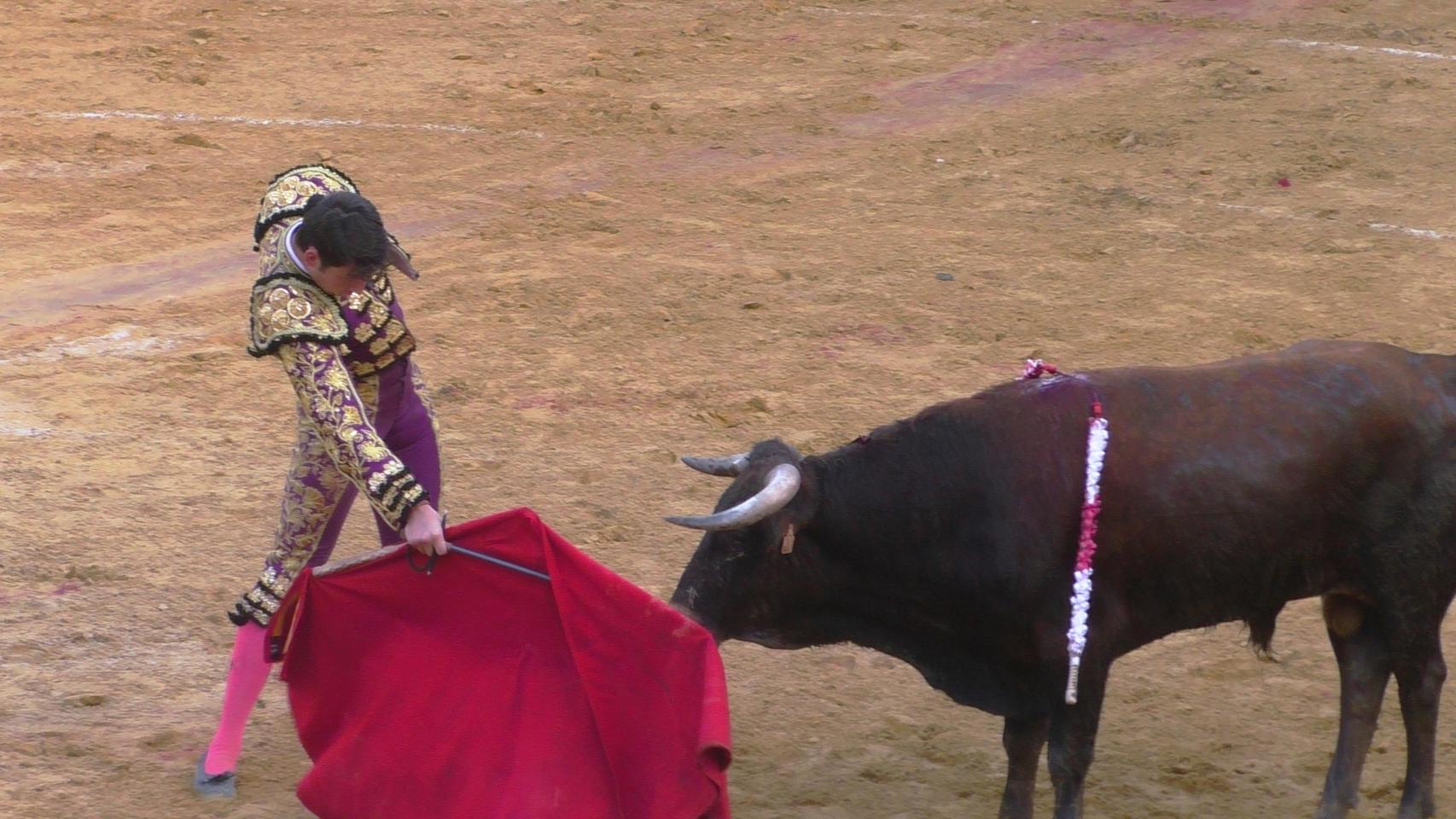 Segunda novillada del Piñón de España de Pedrajas de San Esteban