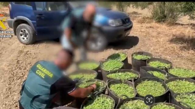 Imagen de las aceitunas incautadas