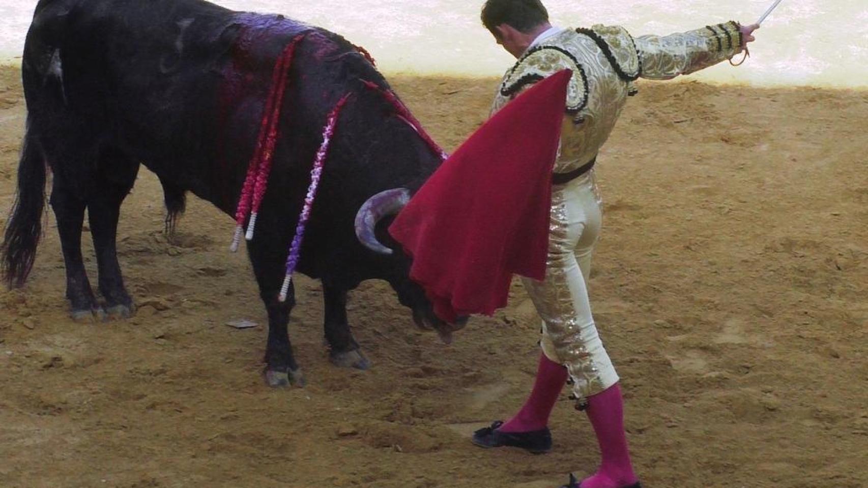 Tercera y última novillada del Piñón de Oro en Pedrajas de San Esteban
