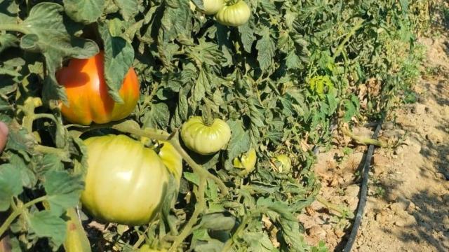 Cultivos de tomate Gordo de Patones de Madrid Rural.