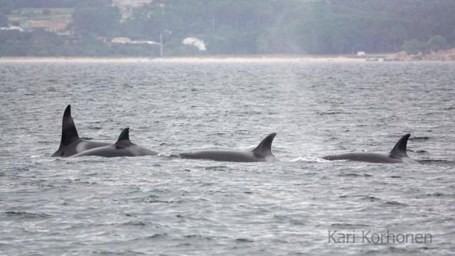 Imagen de orcas en la rías de Arousa el pasado verano.