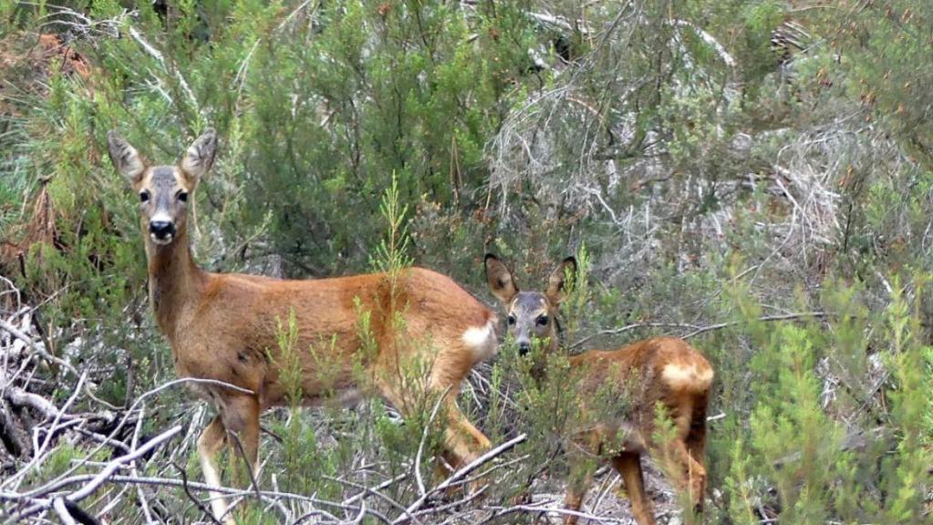 Imagen de ciervos en el campo