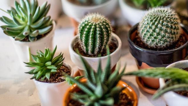 Cactus y suculentas.