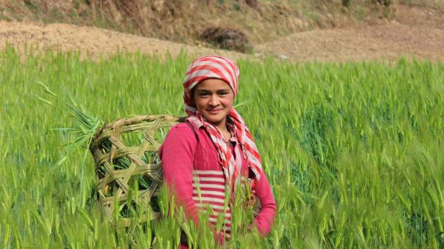 Chica joven trabajando en una granja de la aldea Himalaya de Uttarakhand, India.