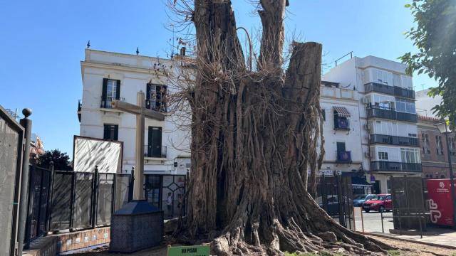 Estado del ficus de San Jacinto tras la tala parcial del 2022.