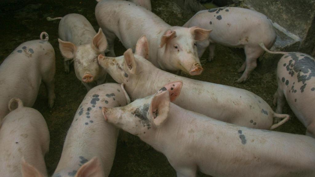 Varios cerdos en una granja.