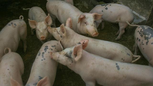 Varios cerdos en una granja.