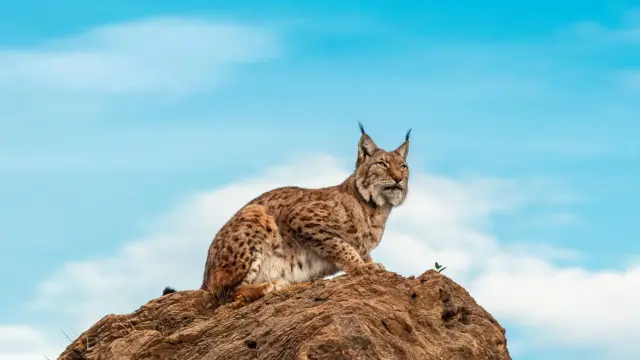 Lince iberico.