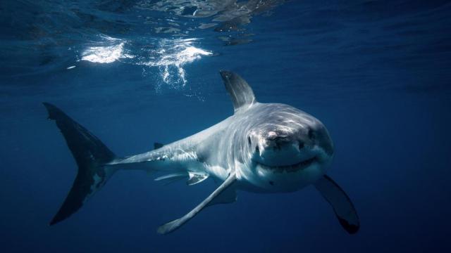 Imagen de un tiburón.