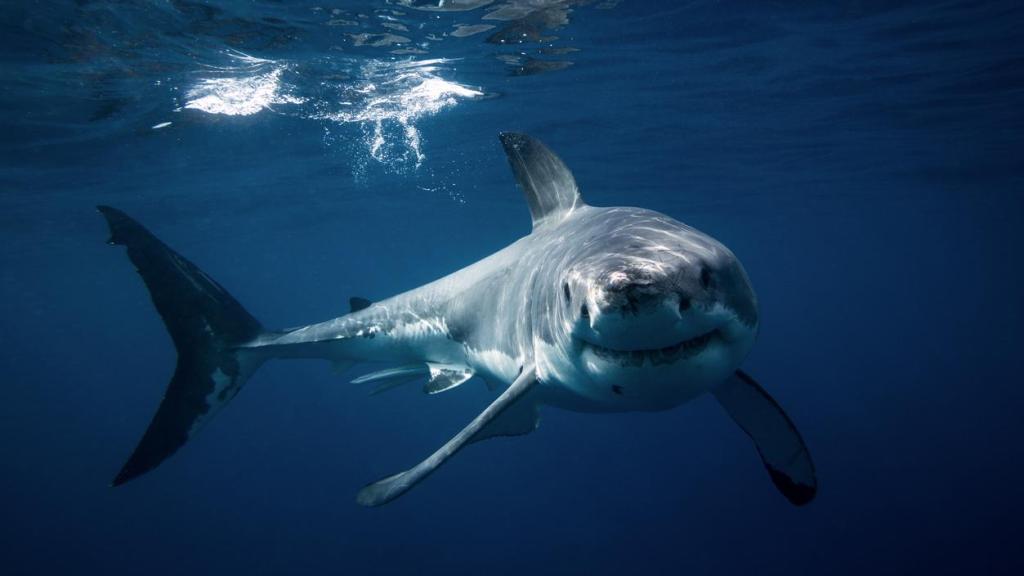 Imagen de un tiburón.