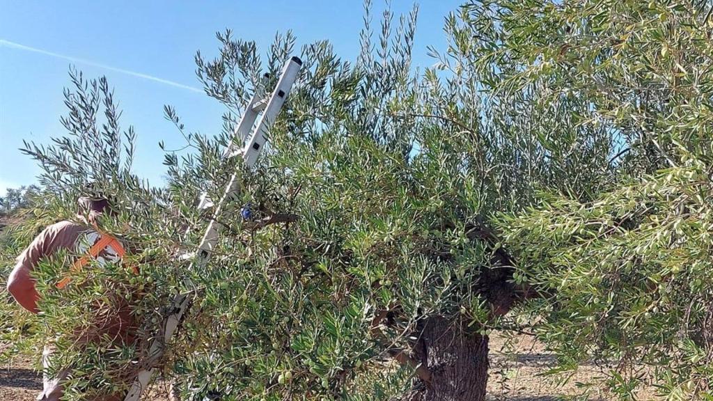 El verdeo de la aceituna aloreña de Málaga en una imagen de archivo.