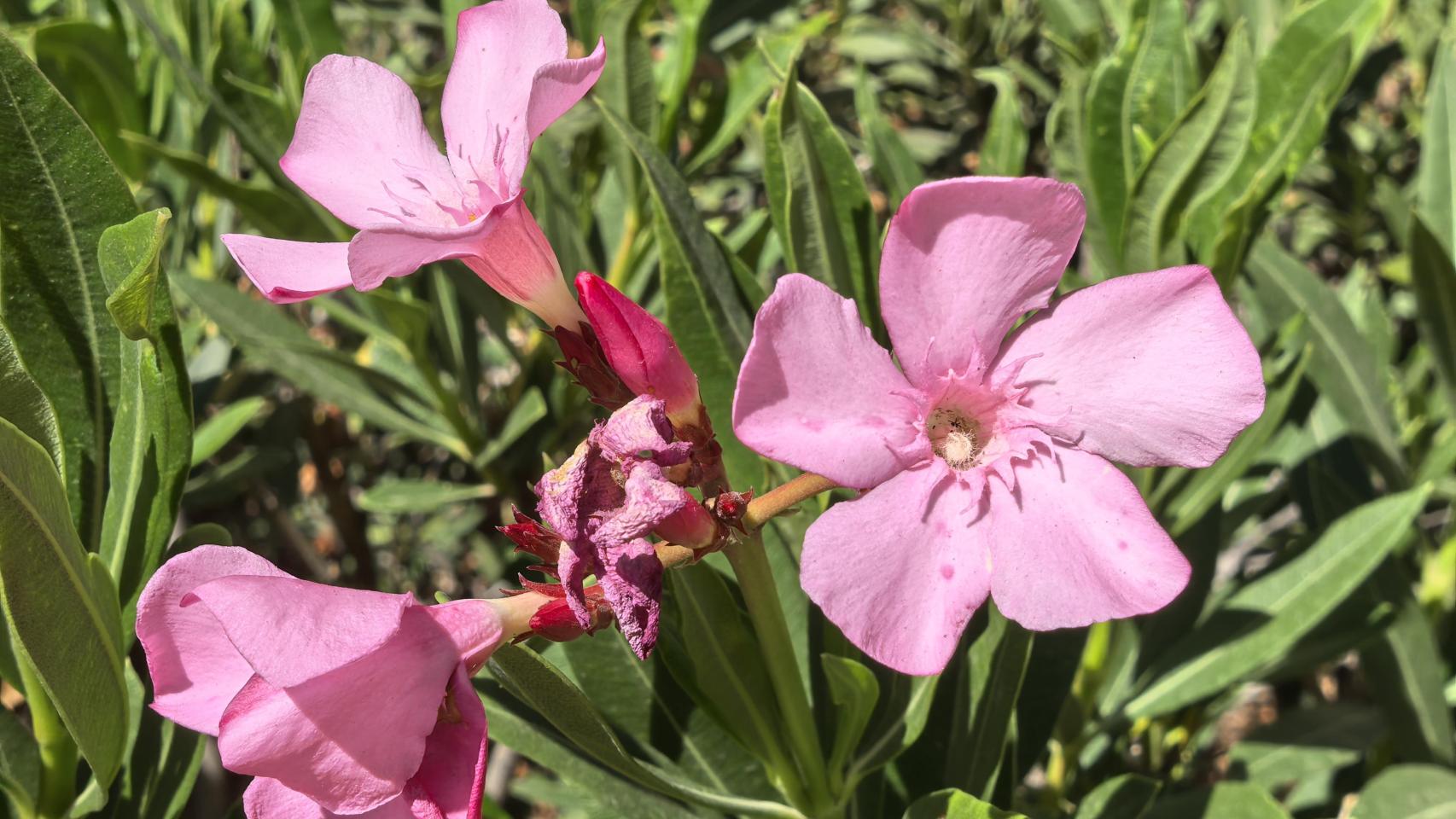 Imágenes tomadas con el Huawei 70 Pura