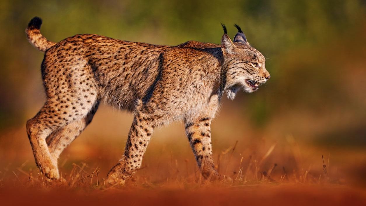 Ni Doñana ni Sierra Morena: el nuevo bastión del lince ibérico en España donde ya campan más de 2.400