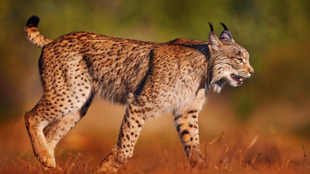 Imagen de un lince ibérico.