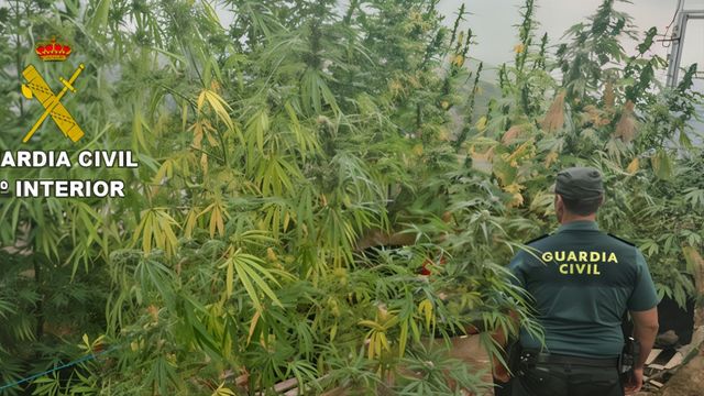 Investigan en Tui (Pontevedra) a un vecino de Mondariz tras intervenirle 9 plantas de marihuana y 4 kilos de cogollos