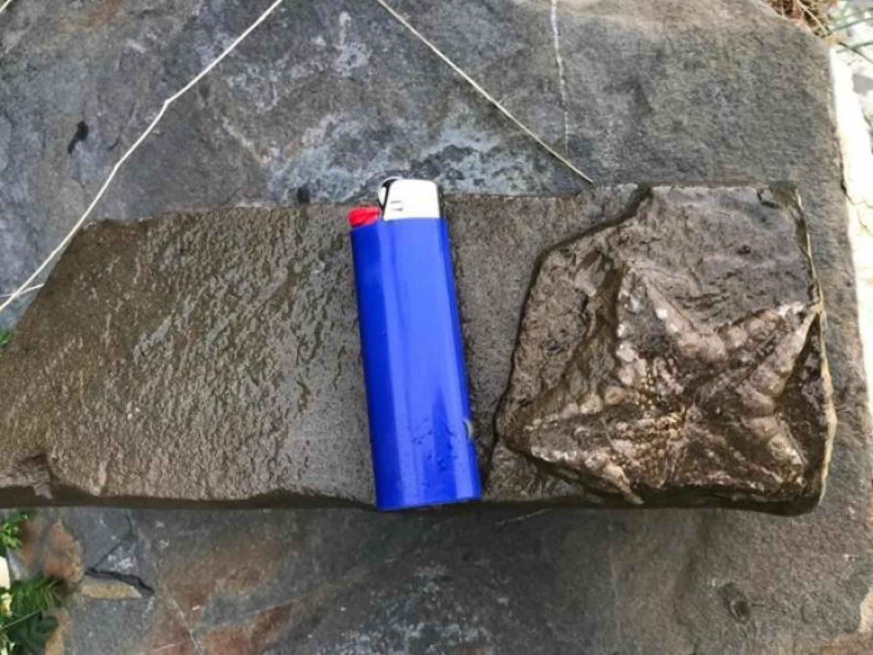 Fósil localizado en el Parque Nacional de Ordesa y Monte Perdido.