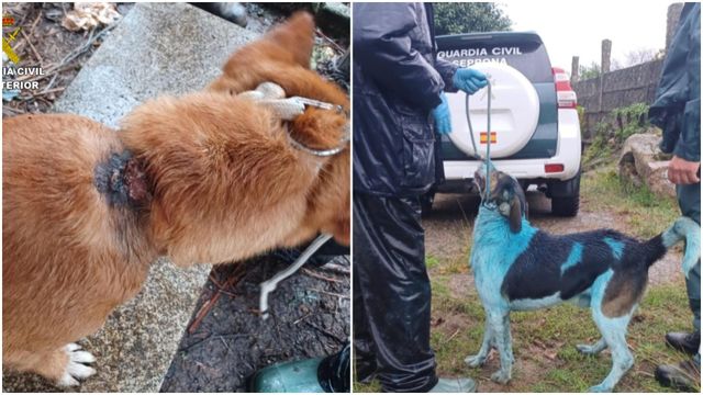 El infierno de tres perros de Marín (Pontevedra): Encadenados, rociados con espray y heridos por su dueño